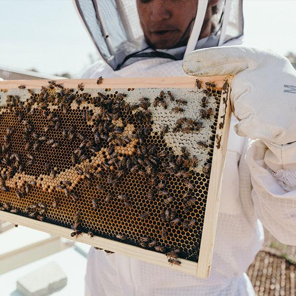 Student holding bee hive in the apiary